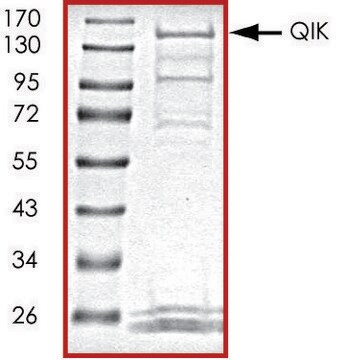 QIK, active, GST tagged human PRECISIO&#174; Kinase, recombinant, expressed in baculovirus infected Sf9 cells, &#8805;70% (SDS-PAGE), buffered aqueous glycerol solution