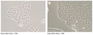 Canine MDR1 Knockout, Human MDR1 Knockin MDCKII Cells
