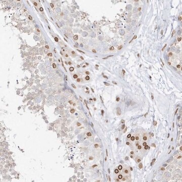 Anti-EIF5A2 antibody produced in rabbit Prestige Antibodies&#174; Powered by Atlas Antibodies, affinity isolated antibody, buffered aqueous glycerol solution