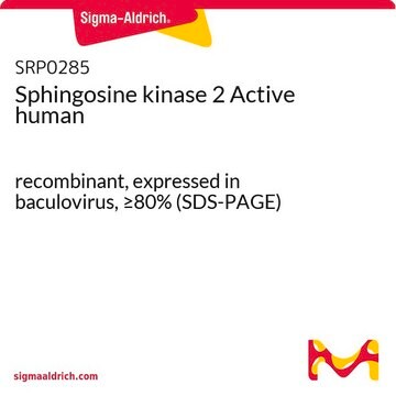 Sphingosine kinase 2 Active human recombinant, expressed in baculovirus, &#8805;80% (SDS-PAGE)