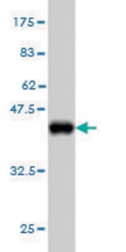 Monoclonal Anti-PCDH11Y antibody produced in mouse clone 7D12, purified immunoglobulin, buffered aqueous solution