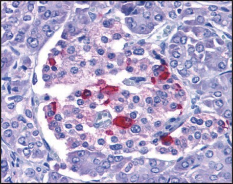 Anti-EndoG antibody produced in rabbit affinity isolated antibody, buffered aqueous solution