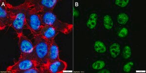 Anti-NEK7 Antibody, clone 1C10 ZooMAb&#174; Rabbit Monoclonal recombinant, expressed in HEK 293 cells