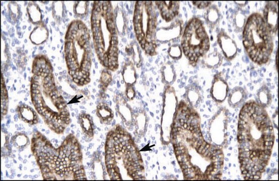 Anti-CLDN8 antibody produced in rabbit IgG fraction of antiserum