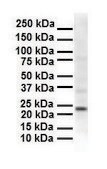 Anti-SOX2 antibody produced in rabbit IgG fraction of antiserum