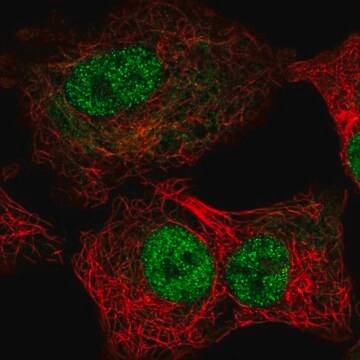 Anti-TEAD1 antibody produced in rabbit Prestige Antibodies&#174; Powered by Atlas Antibodies, affinity isolated antibody