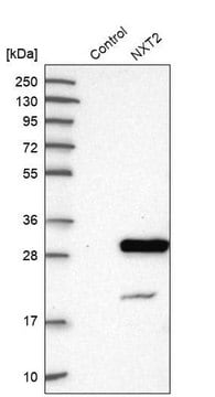 Anti-NXT2 antibody produced in rabbit Prestige Antibodies&#174; Powered by Atlas Antibodies, affinity isolated antibody, buffered aqueous glycerol solution