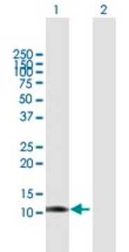 Anti-LGALS1 antibody produced in mouse purified immunoglobulin, buffered aqueous solution