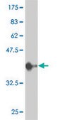 ANTI-MAPK3 antibody produced in mouse clone 1E2, purified immunoglobulin, buffered aqueous solution