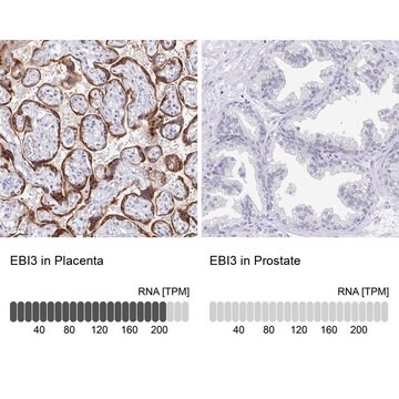 Anti-EBI3 antibody produced in rabbit Prestige Antibodies&#174; Powered by Atlas Antibodies, affinity isolated antibody, buffered aqueous glycerol solution