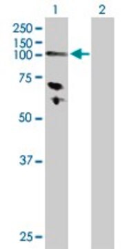 Anti-HK3 antibody produced in rabbit purified immunoglobulin, buffered aqueous solution