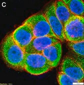 Anti-p-Cofilin (Ser3) Antibody, clone 5L4 ZooMAb&#174; Rabbit Monoclonal recombinant, expressed in HEK 293 cells