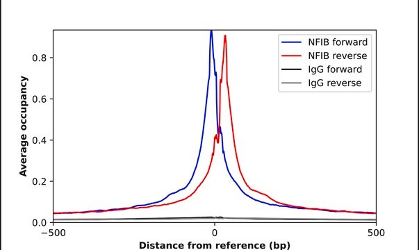 Anti-NFIB antibody produced in rabbit Prestige Antibodies&#174; Powered by Atlas Antibodies, affinity isolated antibody, buffered aqueous glycerol solution