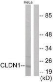 Anti-Claudin 1 antibody produced in rabbit affinity isolated antibody