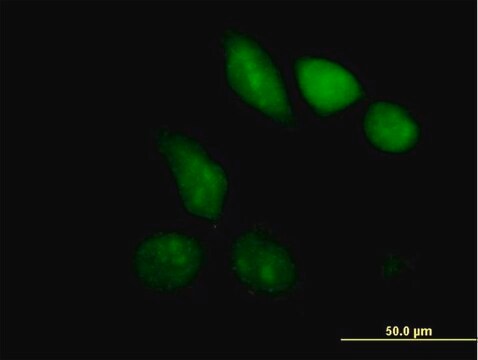 Anti-MBD1 antibody produced in mouse purified immunoglobulin, buffered aqueous solution