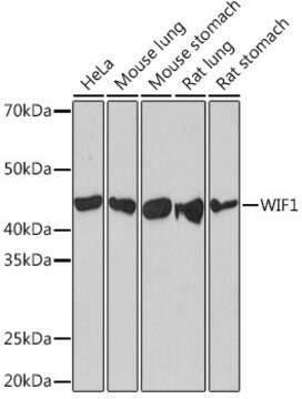 Anti-WIF1 Antibody, clone 1X6C9, Rabbit Monoclonal