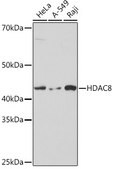 [KO Validated]Anti-HDAC8 Antibody, clone 1O2Y5, Rabbit Monoclonal