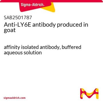 Anti-LY6E antibody produced in goat affinity isolated antibody, buffered aqueous solution