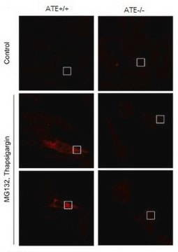 Anti-BiP (GRP78) Antibody, arginylated (Nt-Glu19) from rabbit, purified by affinity chromatography