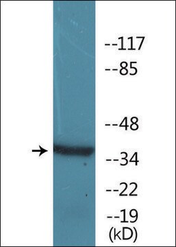 Anti-phospho-C/EBP-&#945; (pThr226) antibody produced in rabbit affinity isolated antibody