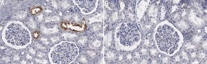 Anti-SLC12A3 Antibody, clone 3I12 ZooMAb&#174; Rabbit Monoclonal recombinant, expressed in HEK 293 cells