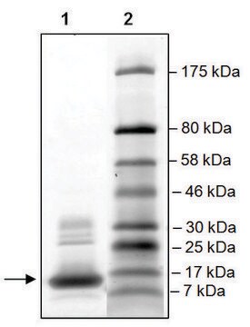 TAF1L (1517-1649) His tag human recombinant, expressed in E. coli, &#8805;79% (SDS-PAGE)