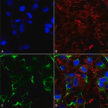 Monoclonal Anti-Gaba-B Receptor 1 - Hrp antibody produced in mouse clone S93A-49, purified immunoglobulin