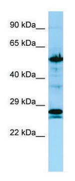 Anti-KRT6A (C-terminal) antibody produced in rabbit affinity isolated antibody