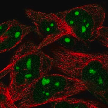 Anti-WEE1 antibody produced in rabbit Prestige Antibodies&#174; Powered by Atlas Antibodies, affinity isolated antibody