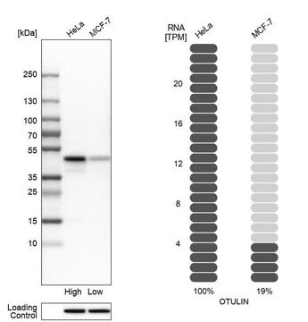 Anti-OTULIN antibody produced in rabbit Prestige Antibodies&#174; Powered by Atlas Antibodies, affinity isolated antibody, buffered aqueous glycerol solution