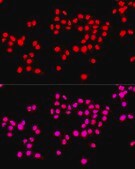 Anti-Ki67 antibody produced in rabbit