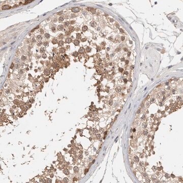 Anti-CERS3 antibody produced in rabbit Prestige Antibodies&#174; Powered by Atlas Antibodies, affinity isolated antibody, buffered aqueous glycerol solution