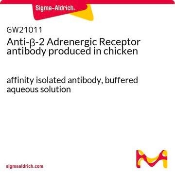 Anti-&#946;-2 Adrenergic Receptor antibody produced in chicken affinity isolated antibody, buffered aqueous solution