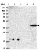Anti-CNTLN antibody produced in rabbit Prestige Antibodies&#174; Powered by Atlas Antibodies, affinity isolated antibody, buffered aqueous glycerol solution