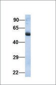 Anti-LIMA1 antibody produced in rabbit affinity isolated antibody