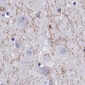 Anti-GRIK4 Prestige Antibodies&#174; Powered by Atlas Antibodies, affinity isolated antibody