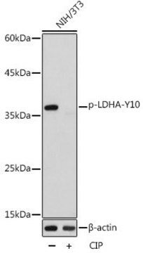 Anti-Phospho-LDHA-Y10 antibody produced in rabbit