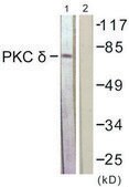 Anti-PKC &#948; antibody produced in rabbit affinity isolated antibody