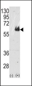 ANTI-TAU(C-TERMINAL) antibody produced in rabbit IgG fraction of antiserum, buffered aqueous solution