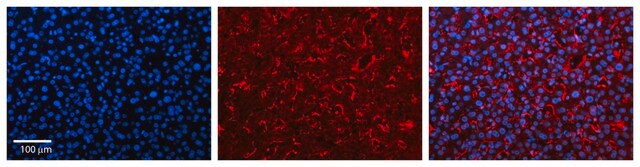Anti-FMO3 antibody produced in rabbit affinity isolated antibody