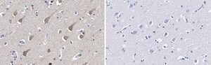 Anti-LC3A Antibody, clone 3J12 ZooMAb&#174; Rabbit Monoclonal recombinant, expressed in HEK 293 cells