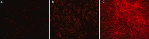 Vaccinia Virus B18R protein, recombinant expressed in HEK 293 cells, Carrier-Free recombinant, expressed in HEK 293 cells, endotoxin tested, suitable for cell culture, carrier-free