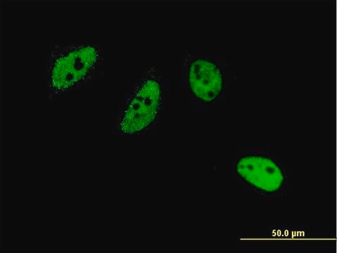 Monoclonal Anti-CREM antibody produced in mouse clone 3B5, purified immunoglobulin, buffered aqueous solution