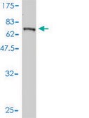 Monoclonal Anti-BLK antibody produced in mouse clone 3E5-3A8, purified immunoglobulin, buffered aqueous solution