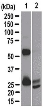 Anti-Ras Magnetic Bead Conjugate Antibody from mouse