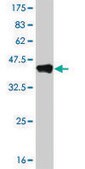 Monoclonal Anti-NR1H4, (C-terminal) antibody produced in mouse clone 1B10, purified immunoglobulin, buffered aqueous solution