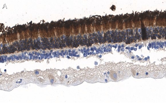 Anti-Rhodopsin Antibody, clone 5D17 ZooMAb&#174; Rabbit Monoclonal recombinant, expressed in HEK 293 cells