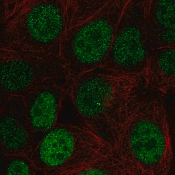 Anti-Jund Antibody Produced In Rabbit Prestige Antibodies&#174; Powered by Atlas Antibodies, affinity isolated antibody, buffered aqueous glycerol solution