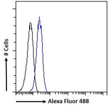 Anti-PINK1 antibody produced in goat affinity isolated antibody, buffered aqueous solution