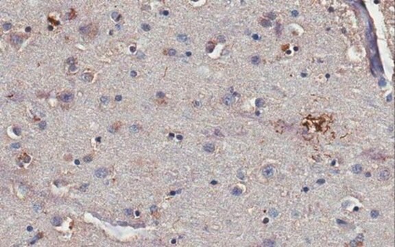 Anti-Tau Antibody, Cleaved (D421), clone Tau-C3, Ascites Free clone Tau-C3, from mouse